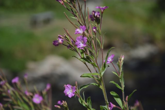 Epilobium hirsutum  (Onagraceae)